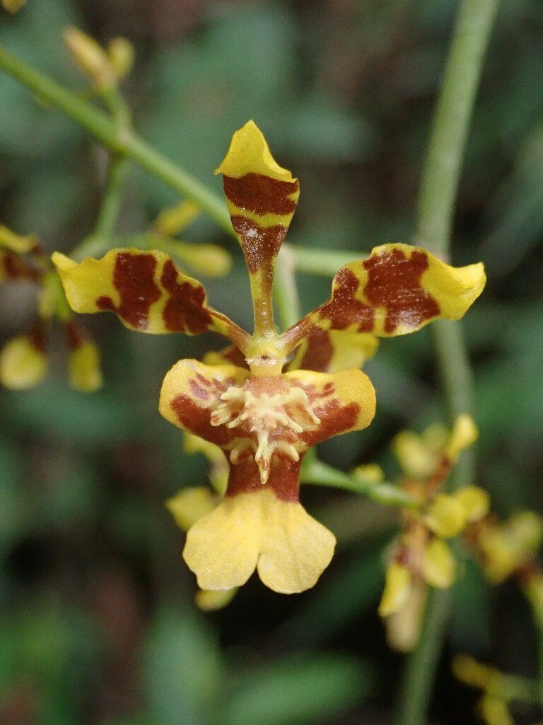 Oncidium retusum