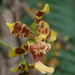 Oncidium retusum - Photo (c) Nolan Exe, some rights reserved (CC BY), uploaded by Nolan Exe