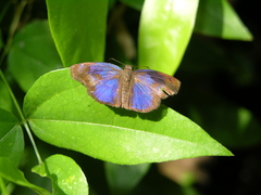 Paches loxus gloriosus