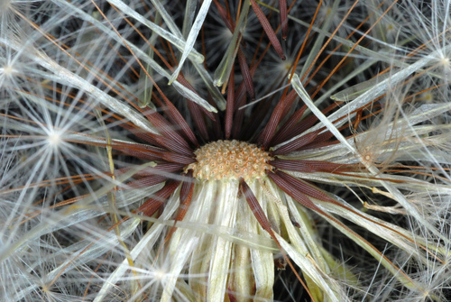 Hypochaeris radicata
