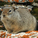 Uinta Ground Squirrel - Photo (c) Thaddeus Charles Jones, some rights reserved (CC BY-NC), uploaded by Thaddeus Charles Jones