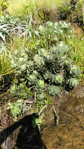 Senecio decaryi image