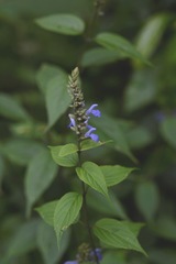 Salvia connivens