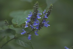 Salvia connivens