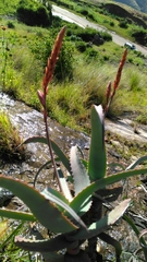 Aloe acutissima image