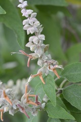 Salvia lasiantha