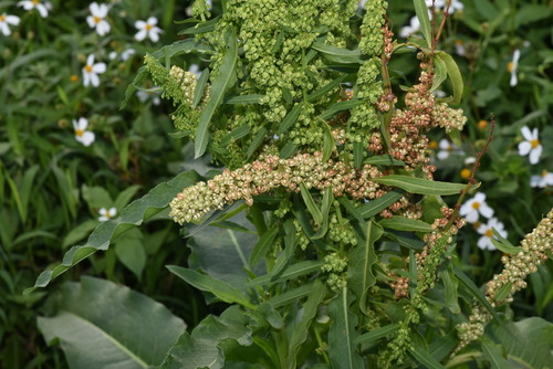 Image of Rumex japonicus by (c) Yung-Lun Lin, some rights reserved (CC BY)