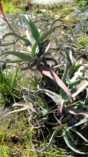 Aloe acutissima image