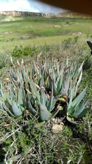 Aloe deltoideodonta subsp. candicans image