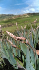 Aloe deltoideodonta image