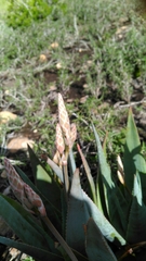 Aloe deltoideodonta subsp. candicans image