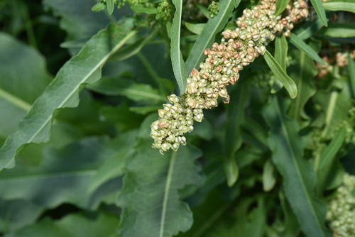 Image of Rumex japonicus by (c) Yung-Lun Lin, some rights reserved (CC BY)