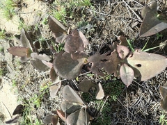 Kalanchoe synsepala image