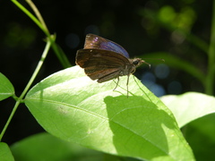 Paches loxus gloriosus