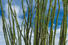 Fouquieria splendens