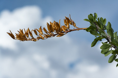 Fouquieria splendens