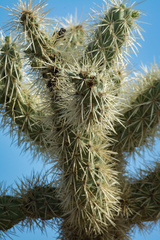 Cylindropuntia fulgida