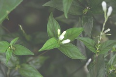 Spigelia humboldtiana