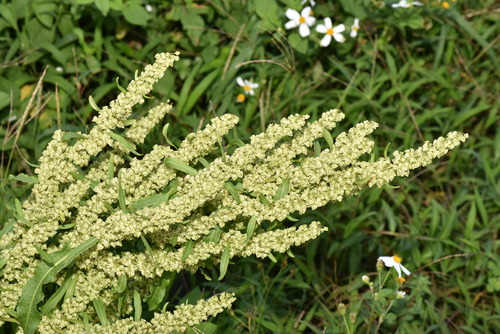 Image of Rumex japonicus by (c) Yung-Lun Lin, some rights reserved (CC BY)