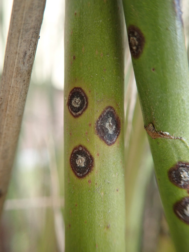 Blumeriella kerriae observed 2023-04-03