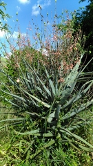 Aloe divaricata image