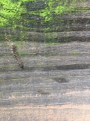 Oxidus gracilis