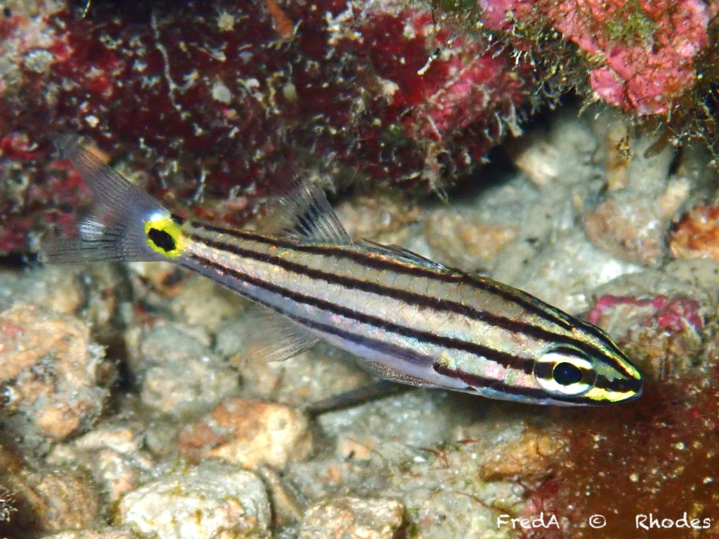 Twospot Cardinalfish