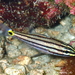 Twospot Cardinalfish - Photo (c) Frédéric ANDRE, some rights reserved (CC BY-NC), uploaded by Frédéric ANDRE
