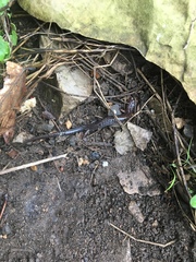 Plethodon ventralis
