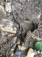 Plethodon ventralis