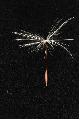 Hypochaeris radicata