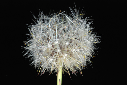 Hypochaeris radicata