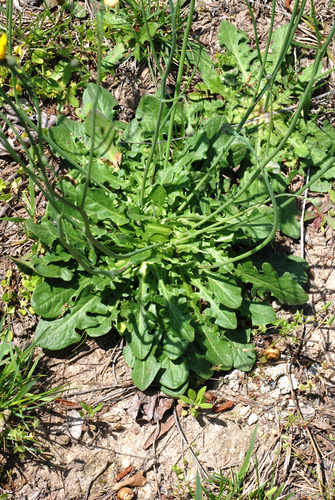 Hypochaeris radicata