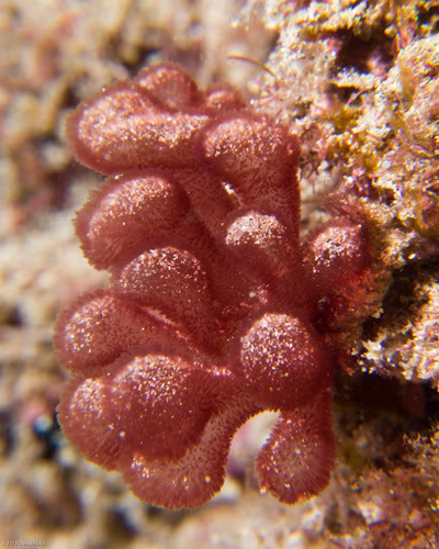 Representative image of Dumontiaceae