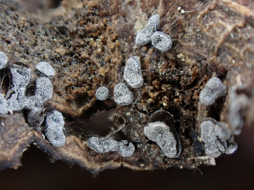 Representative image of Didymium anellus