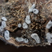 Didymium anellus - Photo (c) Ryan Durand, some rights reserved (CC BY-NC), uploaded by Ryan Durand