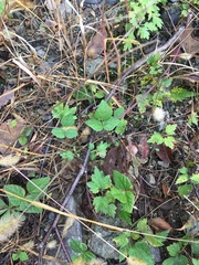 Vigna angularis nipponensis