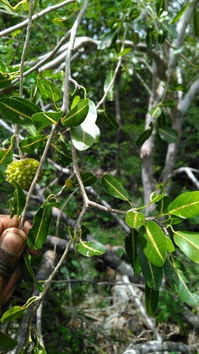 Rhopalocarpus lucidus image