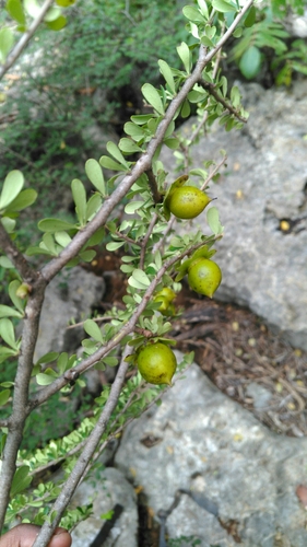 Diospyros humbertiana