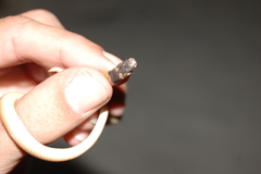 Tantilla melanocephala