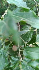 Image of Grewia triflora