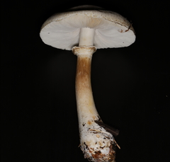 Leucoagaricus naucinus