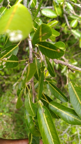 Rhopalocarpus lucidus image