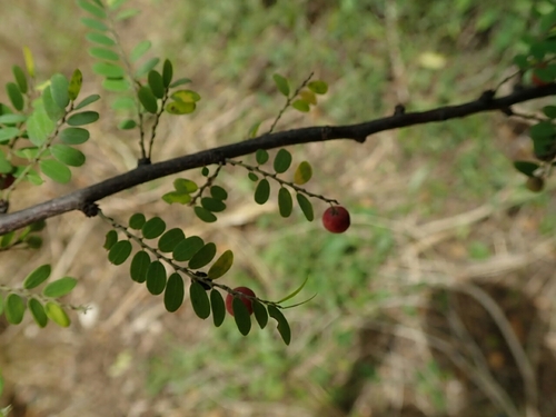Phyllanthus casticum observed 2023-03-11