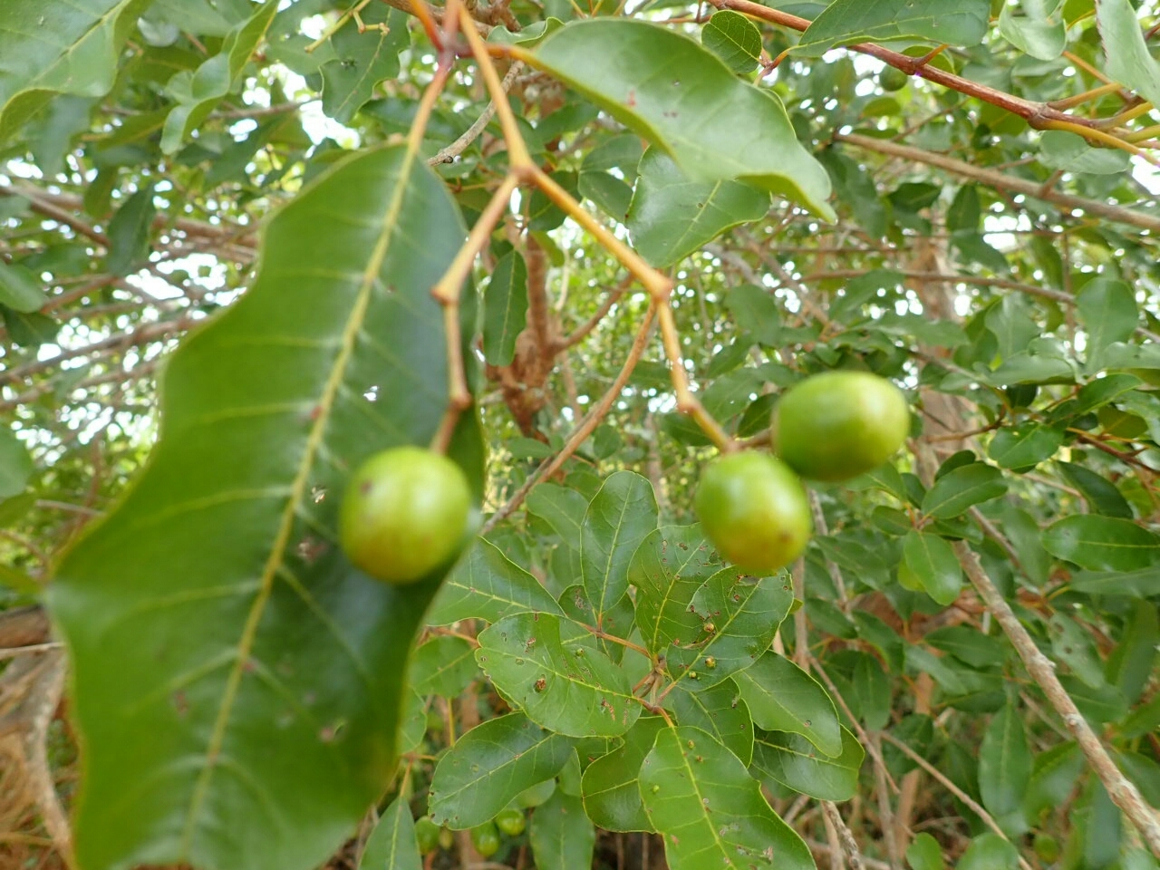Imagem de Vitex beraviensis