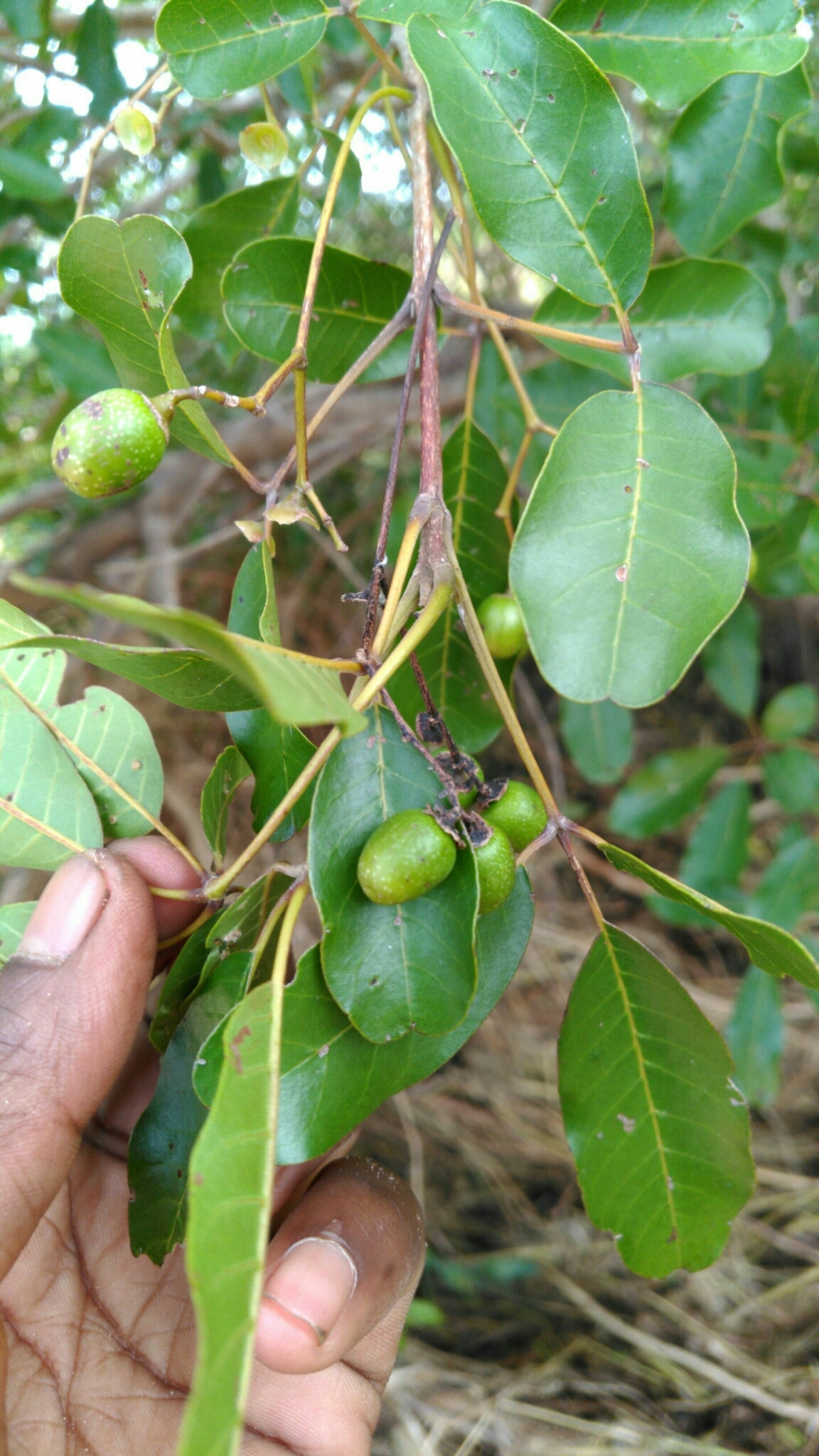 Imagem de Vitex beraviensis