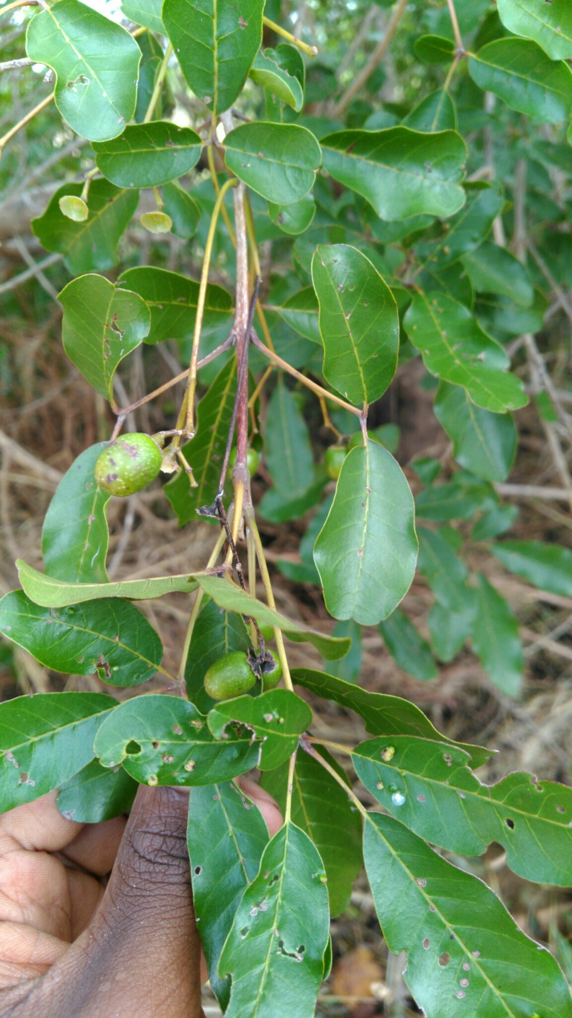 Imagem de Vitex beraviensis