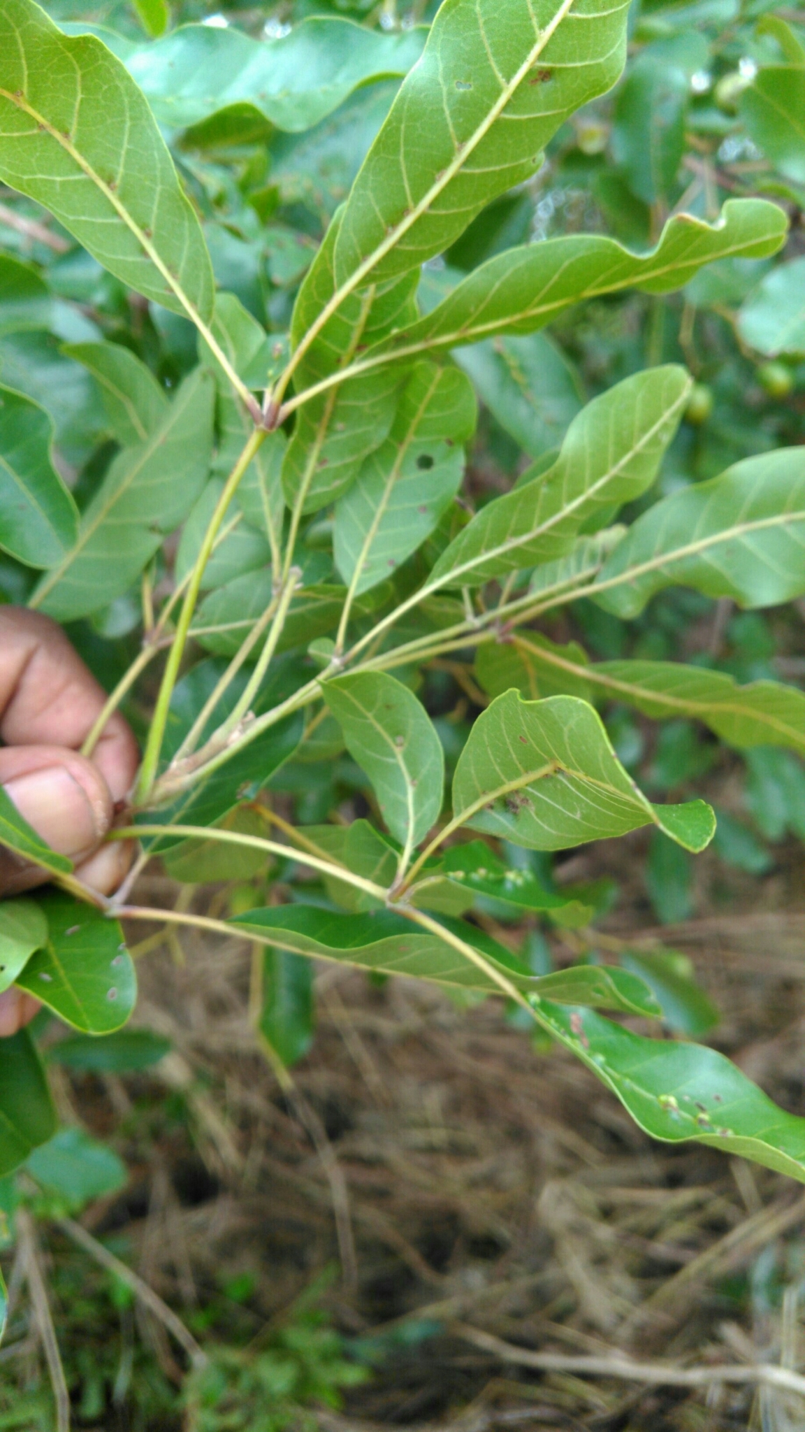 Imagem de Vitex beraviensis
