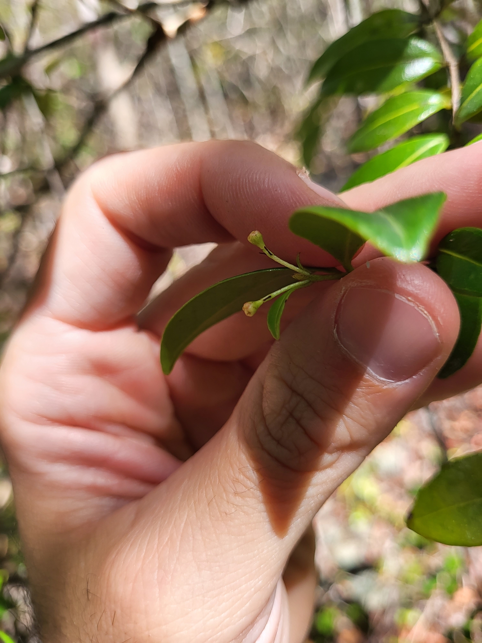 Imagem de Pedra-ume-caá