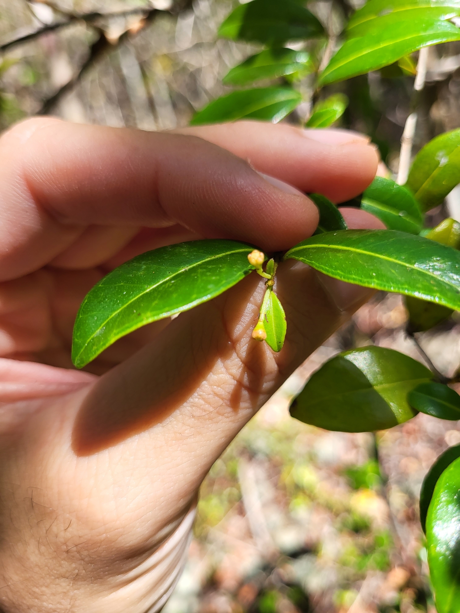 Imagem de Pedra-ume-caá